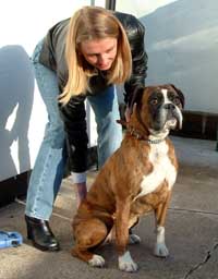 Boxer dog